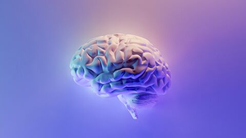 Cerveau Cerveau
