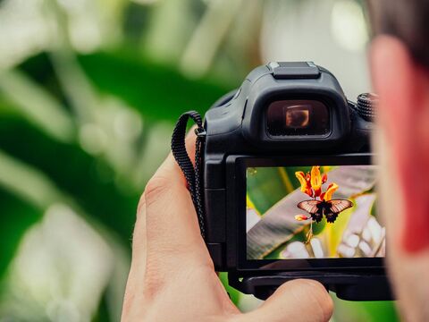 Photographie d'un papillon Photographie d'un papillon